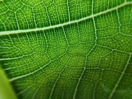 la imagen de detalle de una hoja vegetal. imagen macro para efecto de diseño. vena, nervadura central y hoja de cerca. foto