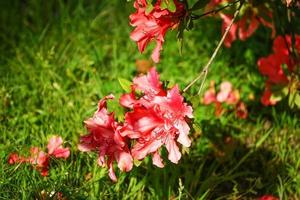 Ramas de rododendro con flores rosadas. foto