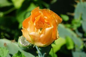 Orange flower of prickly pear on the thick green leaves photo