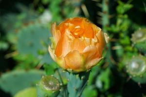 Orange flower of prickly pear on the thick green leaves photo