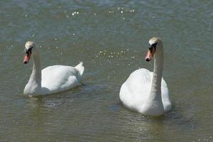 un par de cisnes blancos nada en el lago.