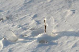 Natural background with ice crystals on plants after an icy rain. photo