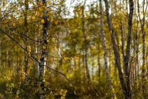 Natural autumn background with birch trees photo