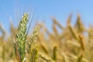 campos de trigo bajo el sol foto
