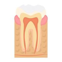 Trendy Tooth Concepts vector