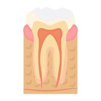 conceptos de dientes de moda vector