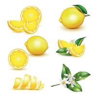 conjunto realista de limón vector