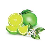 Lemon Lime Realistic Composition vector