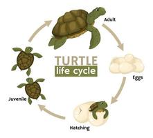 composición del ciclo de vida de la tortuga vector