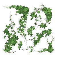 Branches Of Ivy Composition vector