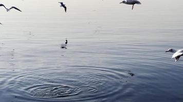 måsar flyger nära havet video