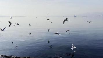 mouettes volant près du bord de mer video