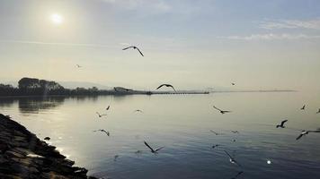 Seagulls Flying Near the Seaside video