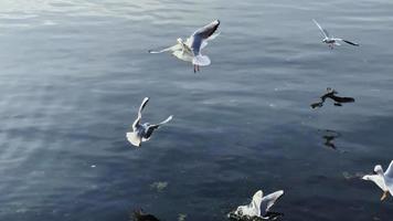 Seagulls Flying Near the Seaside video