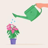 Hand holding watering can. Watering home plant in pot vector