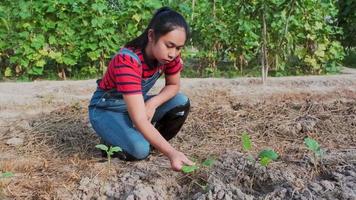 Woman in rubber boots working in organic vegetable farm. Female farmer survey in her organic farm field in the morning. video