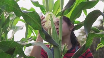 pesquisa do agricultor feminino no campo de milho pela manhã, observando sua colheita. video