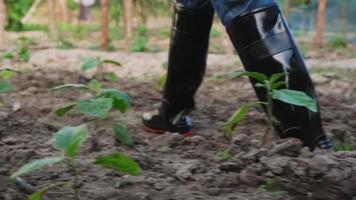 mujer con botas de goma caminando en la granja de hortalizas orgánicas. cerrar botas. agricultora que trabaja en el campo de la granja orgánica video