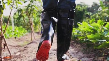mujer con botas de goma caminando en la granja de hortalizas orgánicas. cerrar botas. agricultora que trabaja en el campo de la granja orgánica video