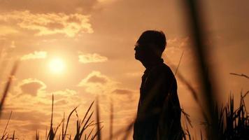 Silhouette eines älteren Landwirts, der im Reisfeld steht und die Ernte bei Sonnenuntergang untersucht.