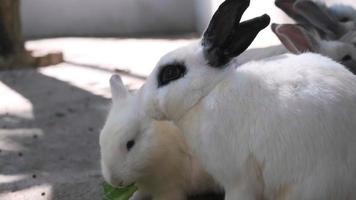 un grupo de conejos jóvenes compiten por la comida. conejos en una jaula comiendo lechuga fresca. alimentando conejos. video