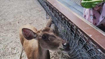 glad mor och döttrar matar unga prickiga rådjur i djurparken. lycklig familj har kul med djur safari park på varm sommardag. video