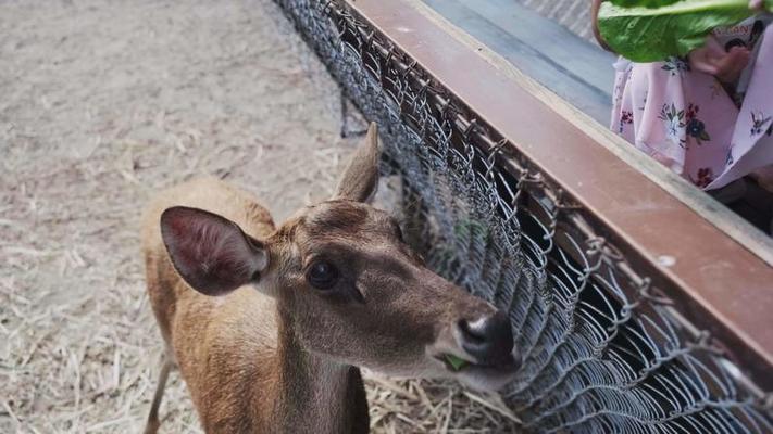 動物影片