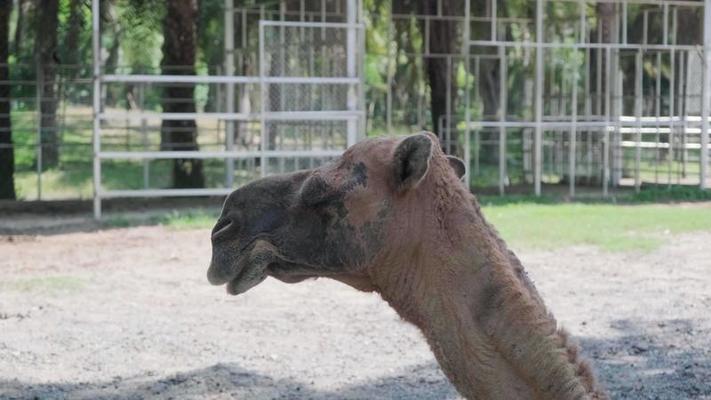 動物園影片