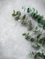 Eucalyptus branches on a concrete background photo