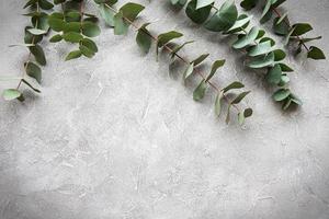 Eucalyptus branches on a concrete background photo