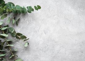 Eucalyptus branches on a concrete background photo