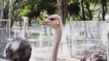 close-up da cabeça de avestruz no zoológico. video