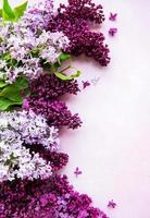 Lilac spring flowers border photo