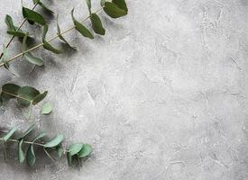 Eucalyptus branches on a concrete background photo