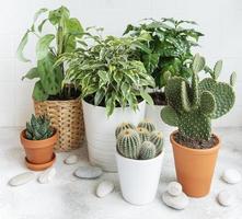 Different house plants on the table photo