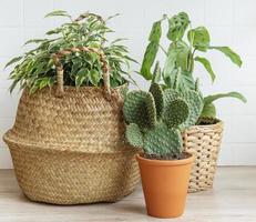 House plants on the table photo