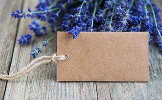 Fresh lavender flowers photo