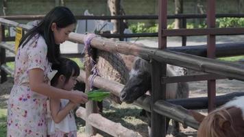 Happy mother and daughters feeding dwarf horse in zoo. Happy family having fun with animals safari park on warm summer day. video