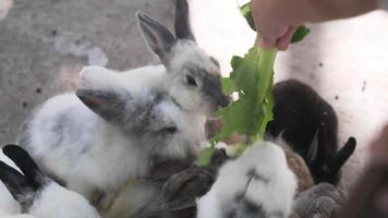 un grupo de conejos jóvenes compiten por la comida. conejos en una jaula comiendo lechuga fresca. alimentando conejos. video