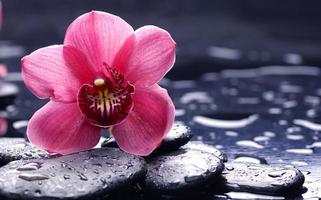 orquídea rosa claro hermosa flor y mariposas revoloteando rama dibujada a mano en blanco foto
