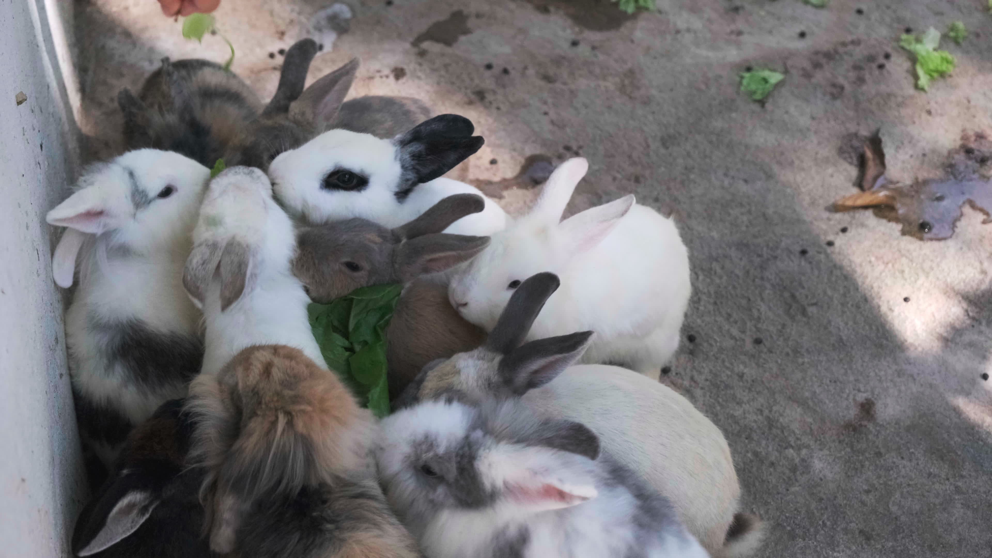 A group of young rabbits are competing for food. Rabbits in a cage