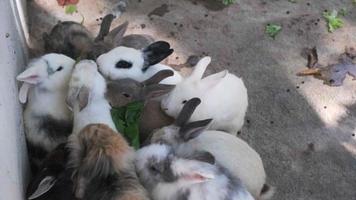 un grupo de conejos jóvenes compiten por la comida. conejos en una jaula comiendo lechuga fresca. alimentando conejos. video