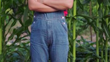Female farmer stands with her arms crossed in the morning corn field, proud of her crops. video