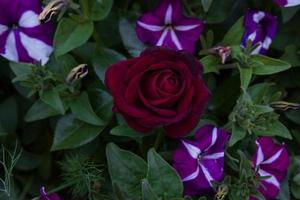 rosas rojas oscuras naturales con gotas de lluvia de hojas verdes del concepto de primavera en el jardín. foto