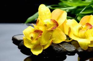 Orquídea amarilla clara hermosa flor y mariposas revoloteando rama dibujada a mano en blanco foto