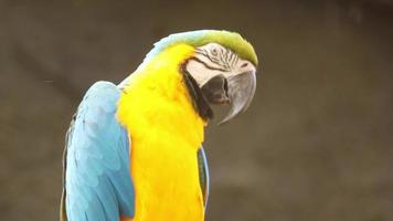 Macaw parrots caught on a branch video