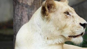 leão branco descansando na natureza bocejando e tendo seus olhos azuis escuros video