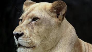 lion blanc se reposant dans la nature bâillant et ayant ses yeux bleu foncé video
