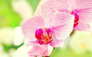 light pink orchid beautiful flower and fluttering butterflies Hand drawn branch on white photo