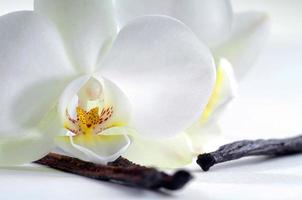 light white orchid beautiful flower and fluttering butterflies Hand drawn branch on white photo